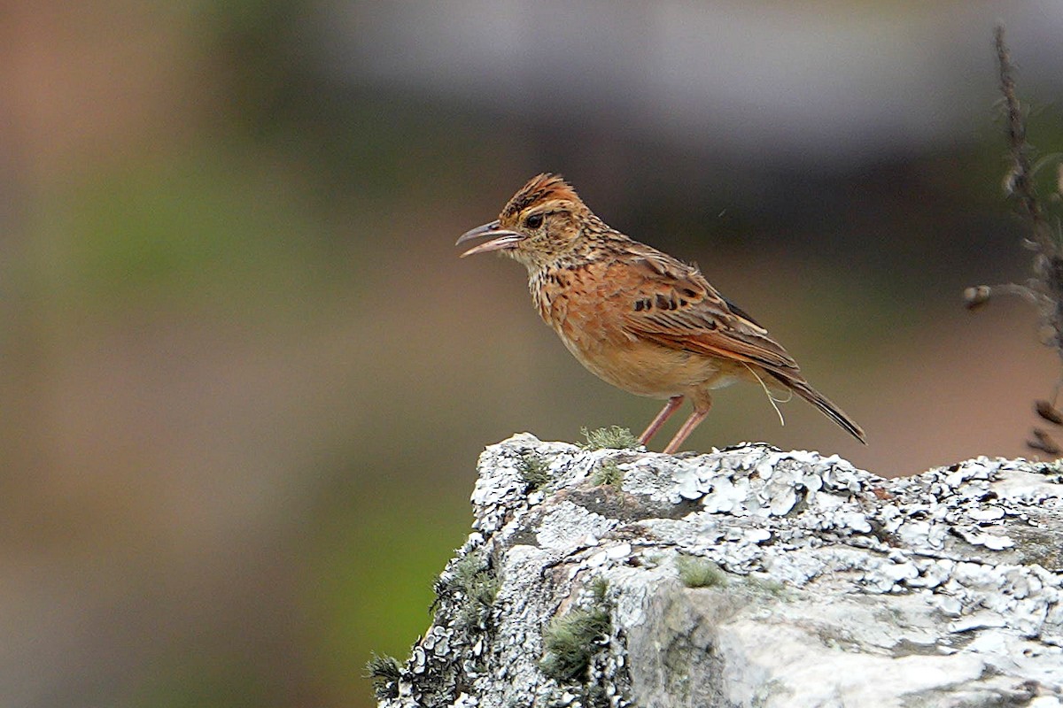 Rufous-naped Lark (Rufous-naped) - ML645044704