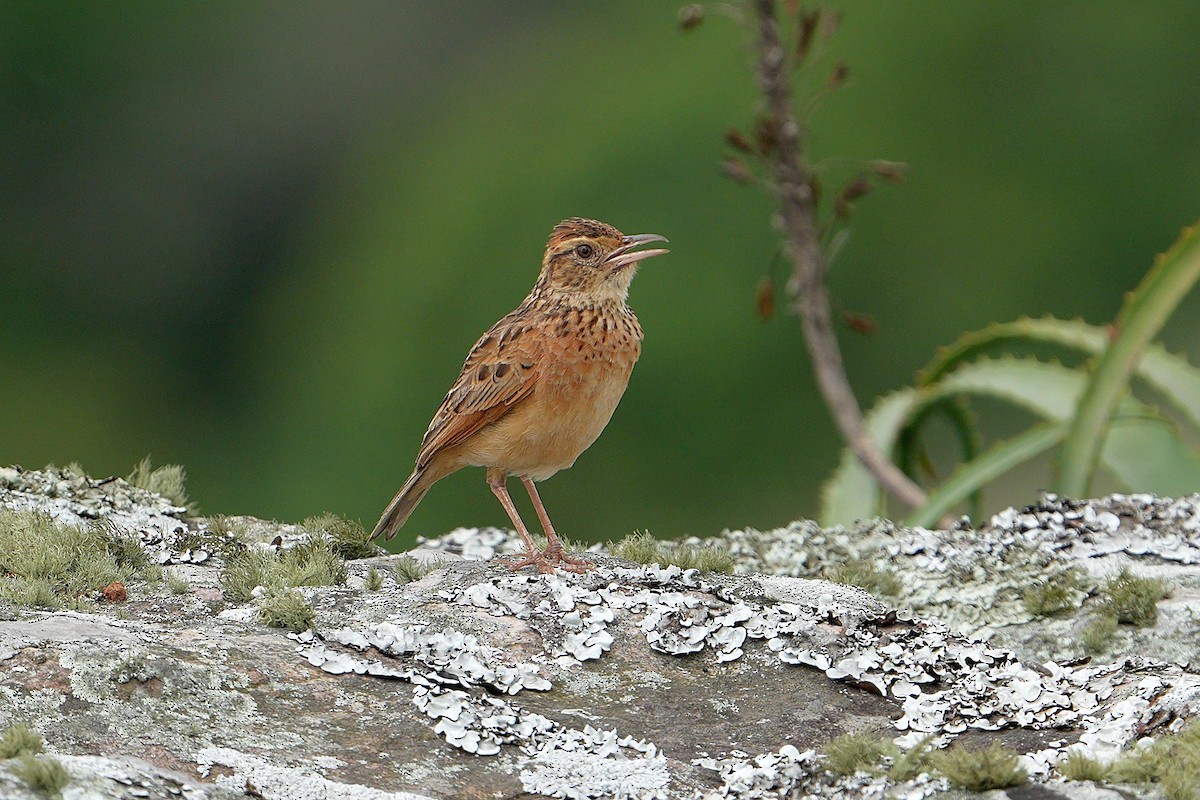Rufous-naped Lark (Rufous-naped) - ML645044705