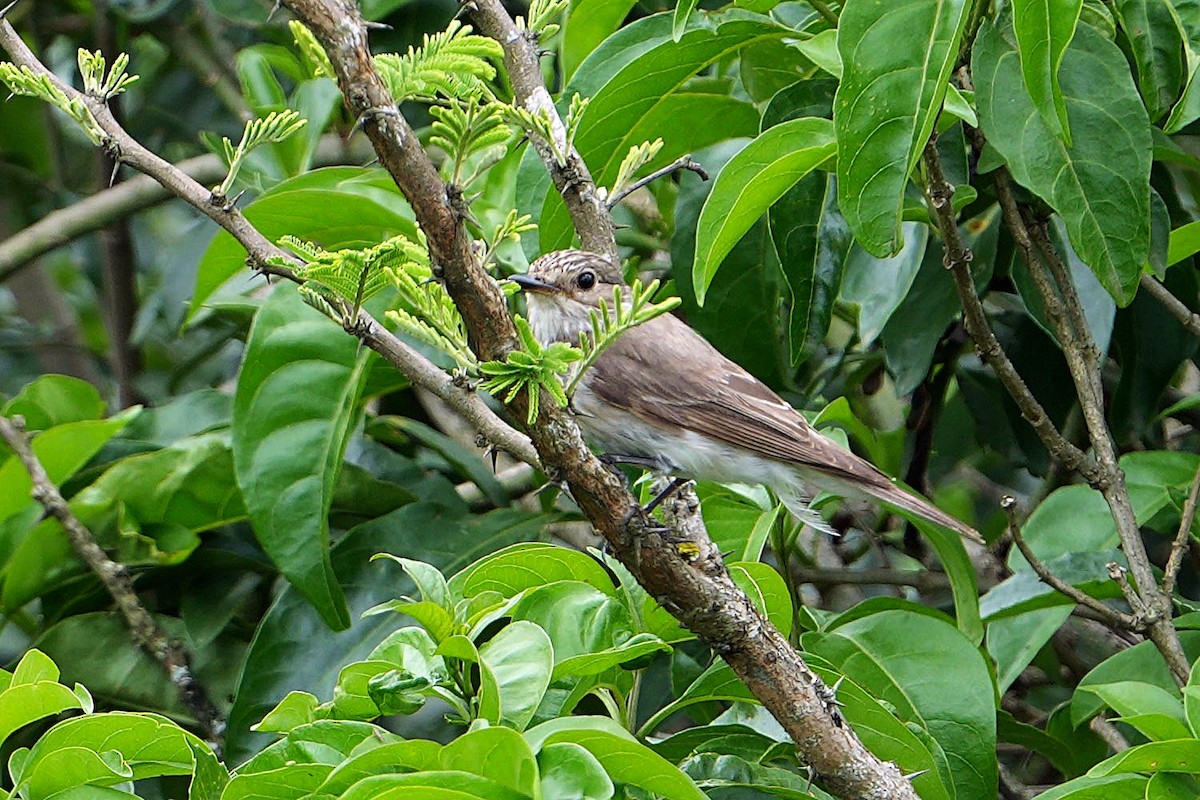 Spotted Flycatcher (Spotted) - ML645044713