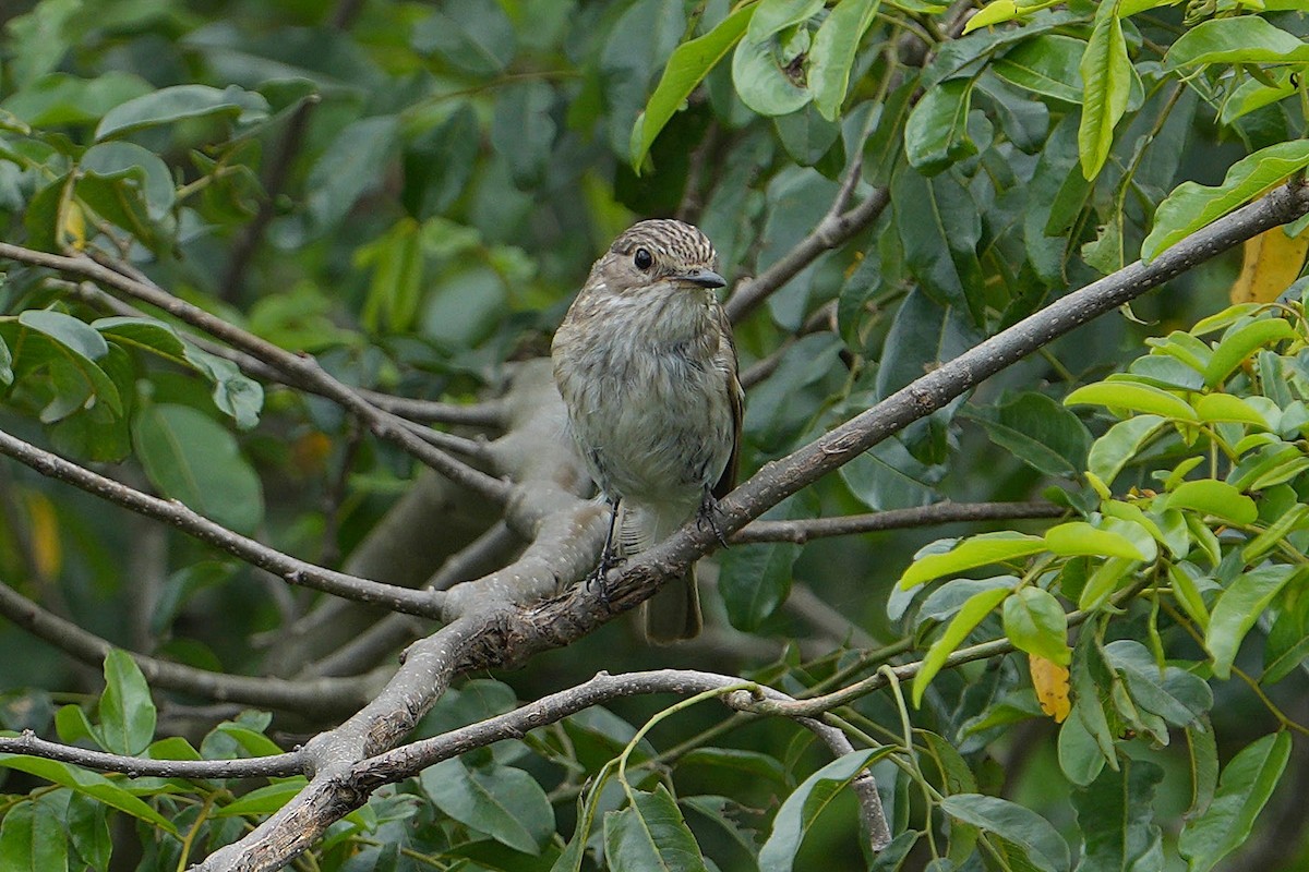 Spotted Flycatcher (Spotted) - ML645044714