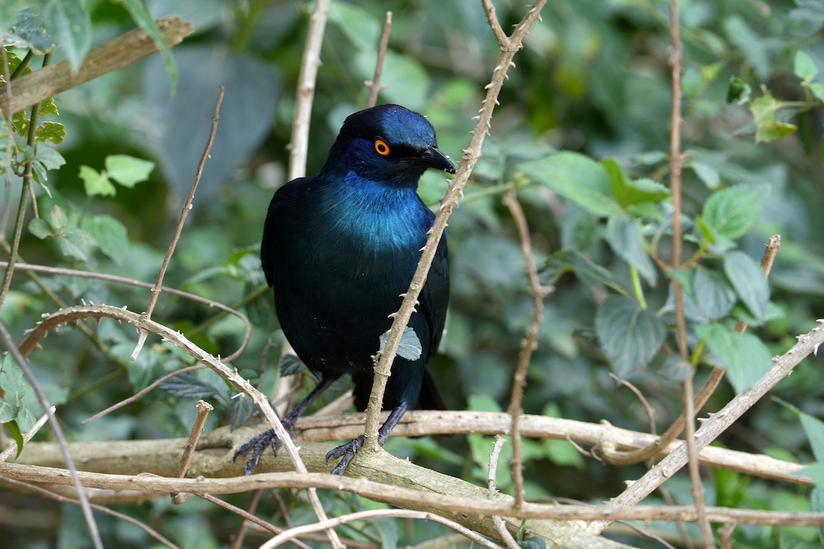 Cape Starling - ML645044718