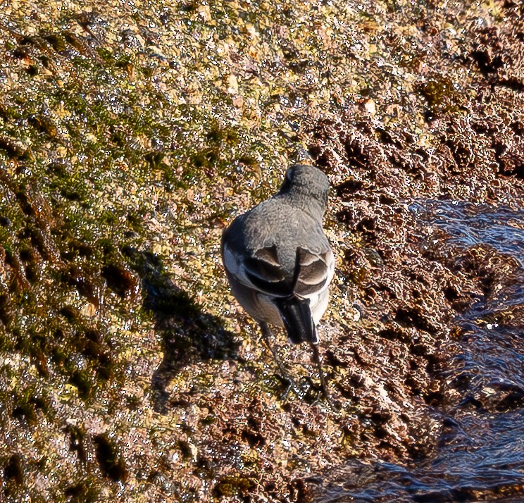 Bergeronnette grise (lugens) - ML645044727