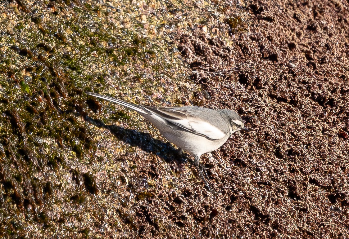 Bergeronnette grise (lugens) - ML645044728