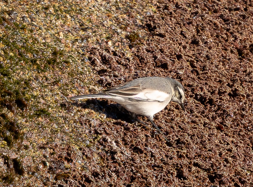 Bergeronnette grise (lugens) - ML645044729