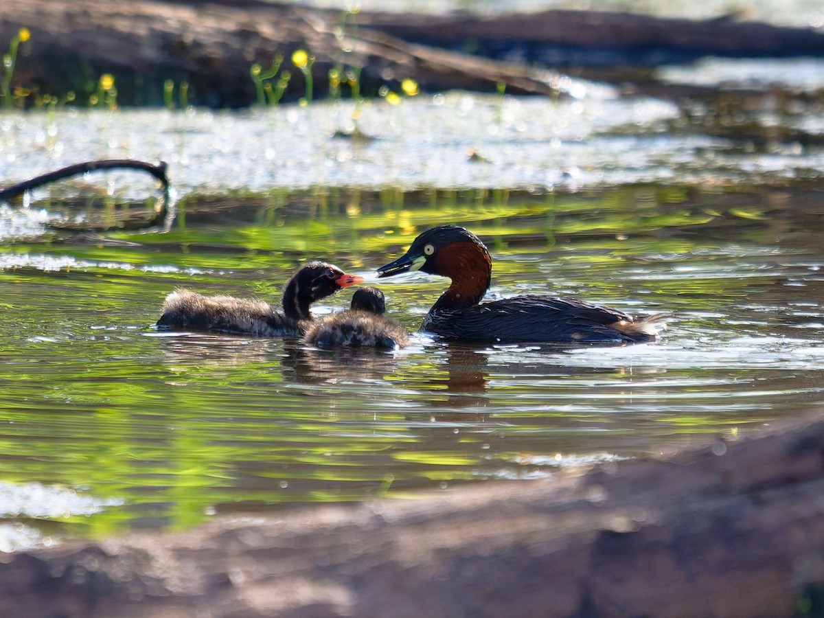 Little Grebe - ML645044732