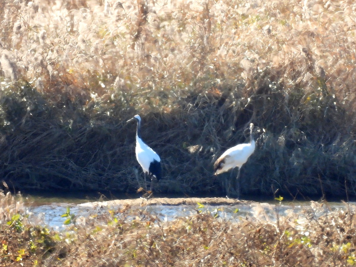 Grue du Japon - ML645044743