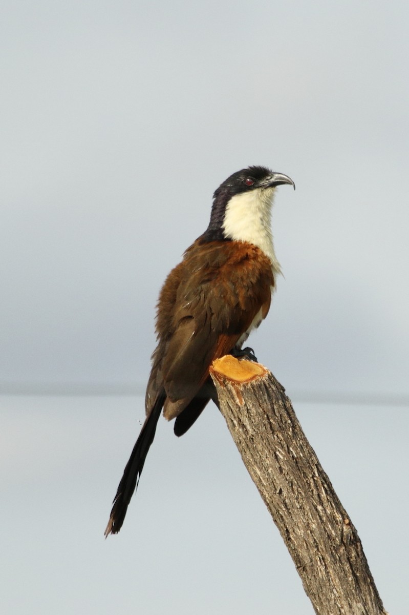 Cucal Colicobrizo - ML645044745