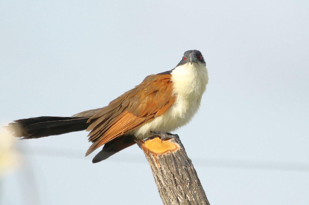 Cucal Colicobrizo - ML645044746