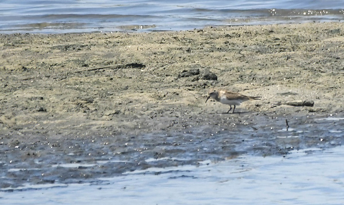 Uzun Kanatlı Kumkuşu - ML645044774