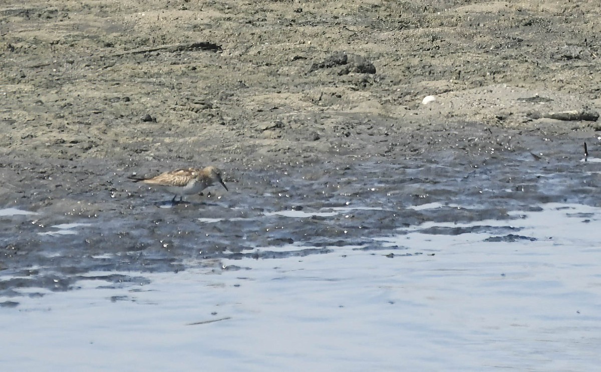 Uzun Kanatlı Kumkuşu - ML645044775