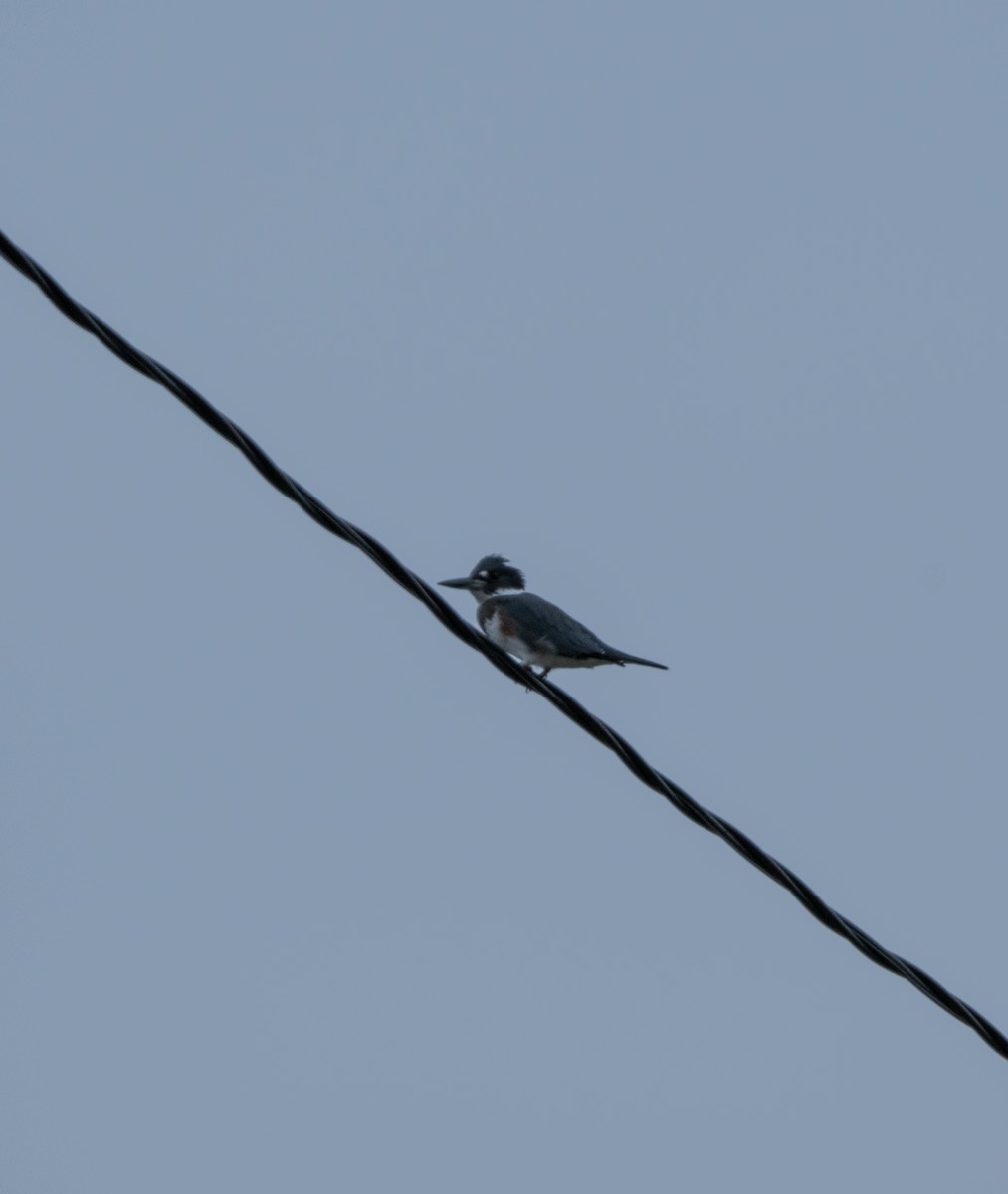 שלדג אמריקני - ML645044778