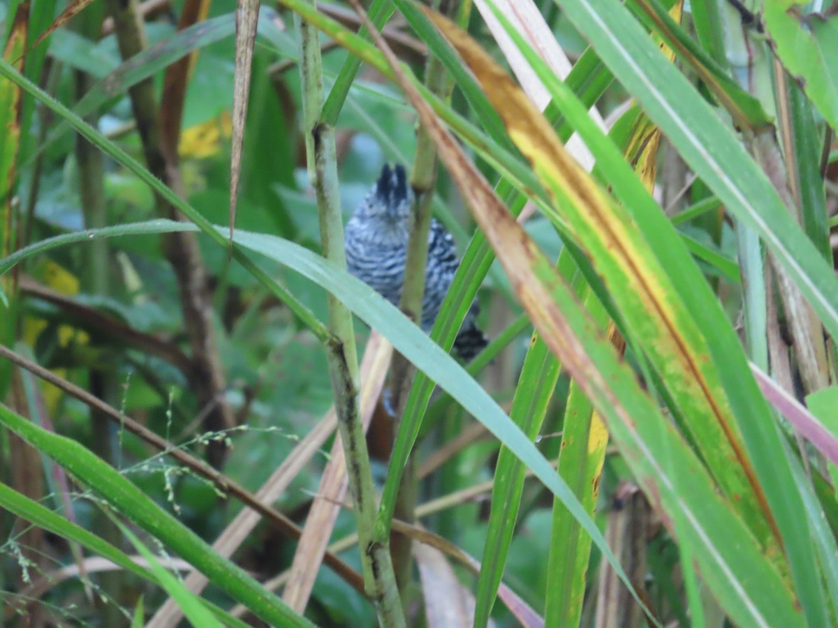 Batará Barrado - ML645044779