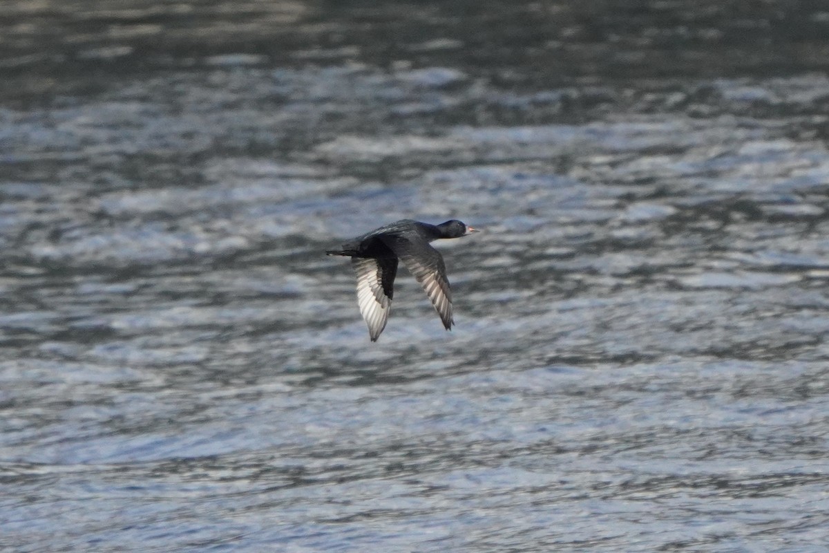 ヨーロッパクロガモ - ML645044787