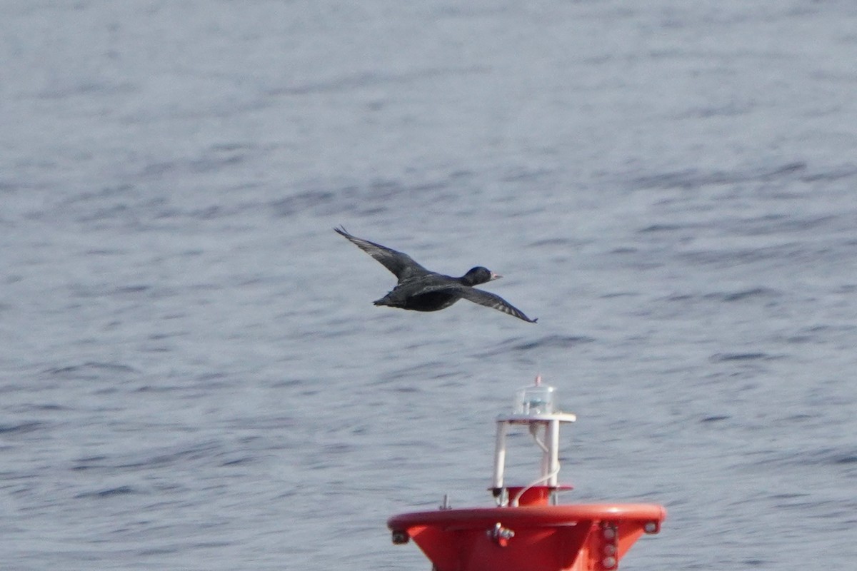 ヨーロッパクロガモ - ML645044788