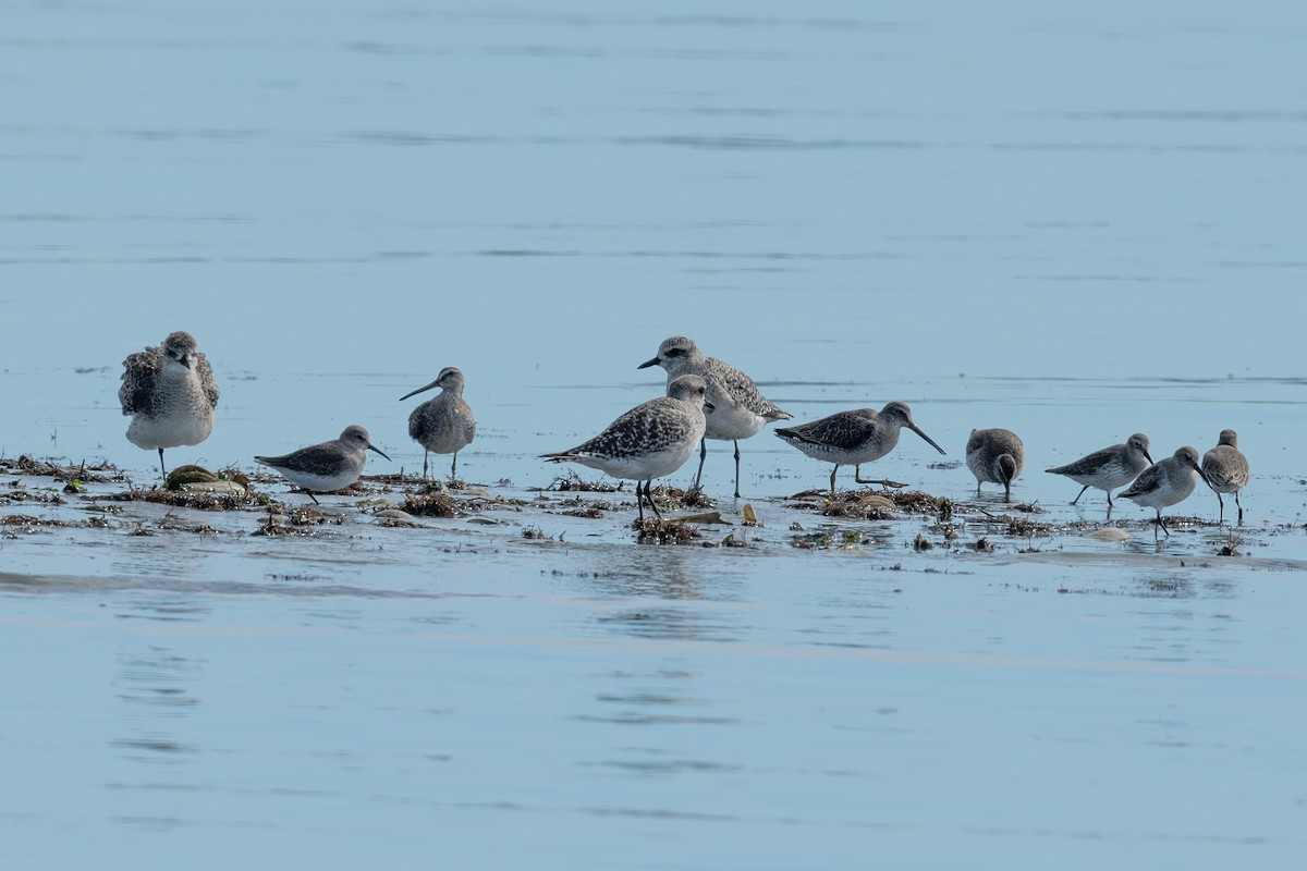 Short-billed Dowitcher - ML645044833