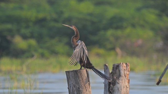 Yılanboyun - ML645044854