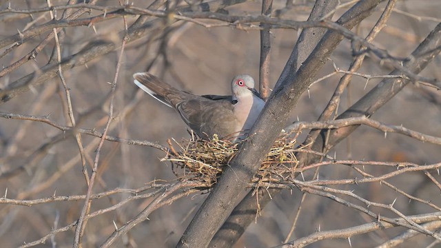 Gözlüklü Kumru - ML645044857