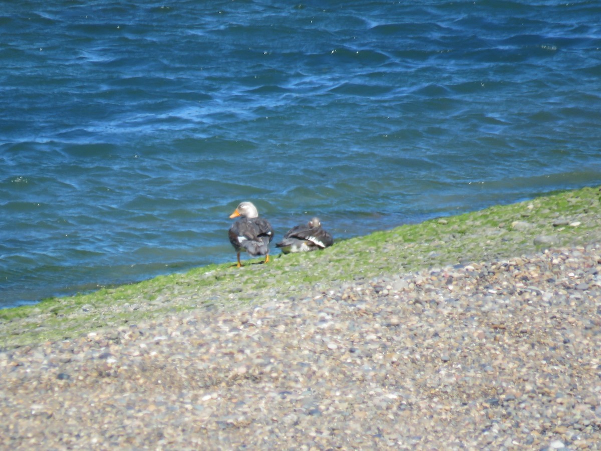 Flying Steamer-Duck - ML645044858