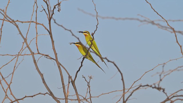 Madagaskar Arıkuşu - ML645044861