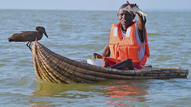 Çekiçkafa - ML645044867