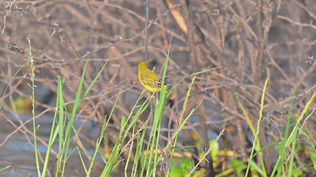 Kuzeyli Maskeli Dokumacı - ML645044868