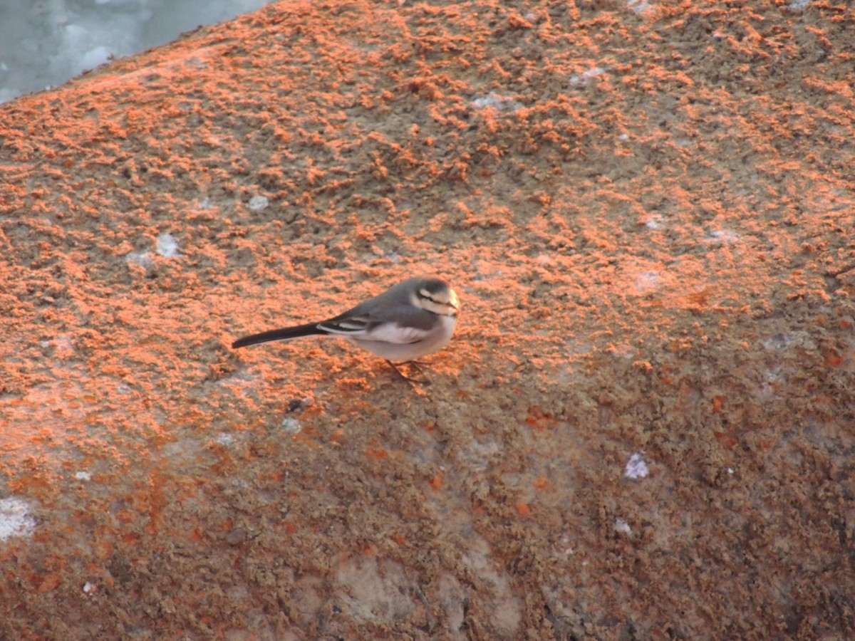 Bergeronnette grise (lugens) - ML645044873