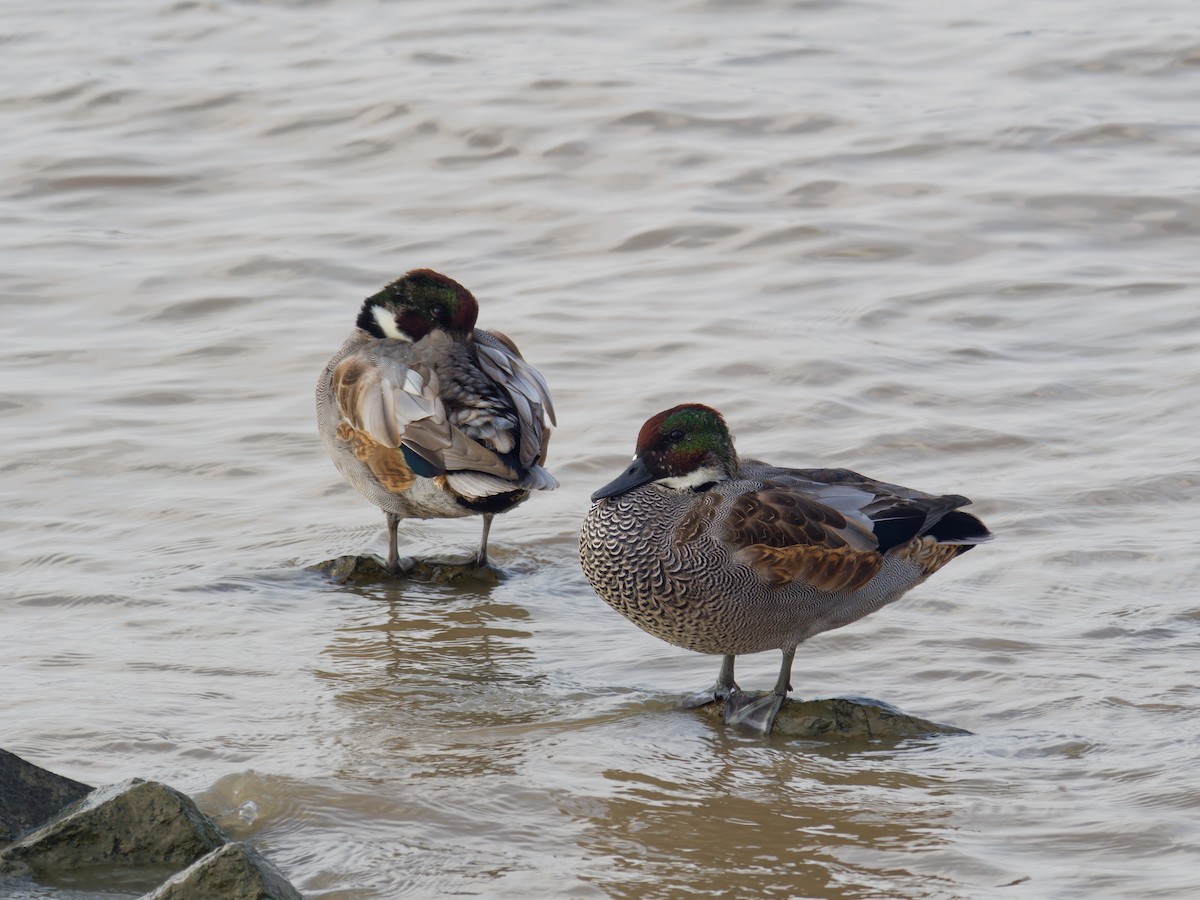 ヨシガモ - ML645044877