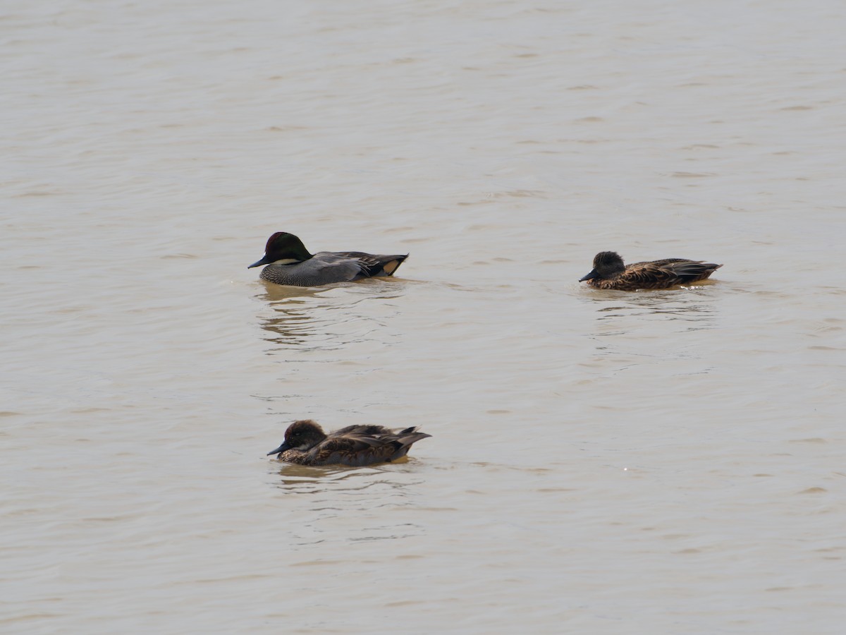 ヨシガモ - ML645044887