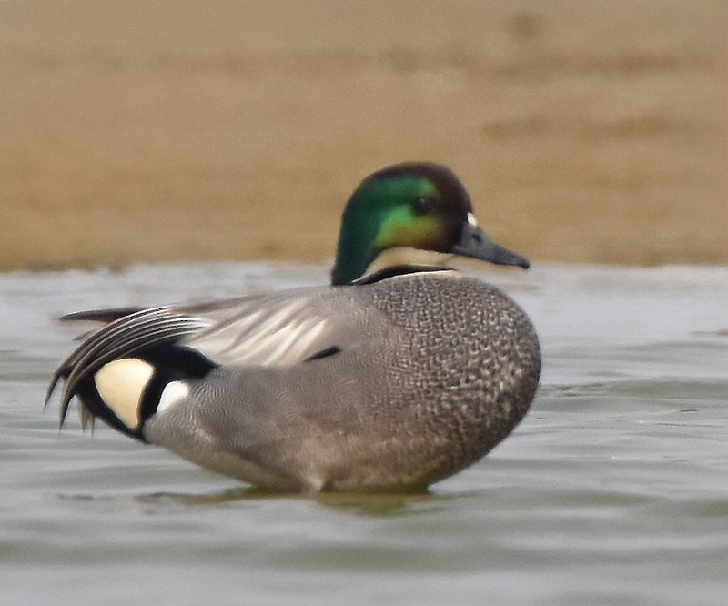 ヨシガモ - ML645044907