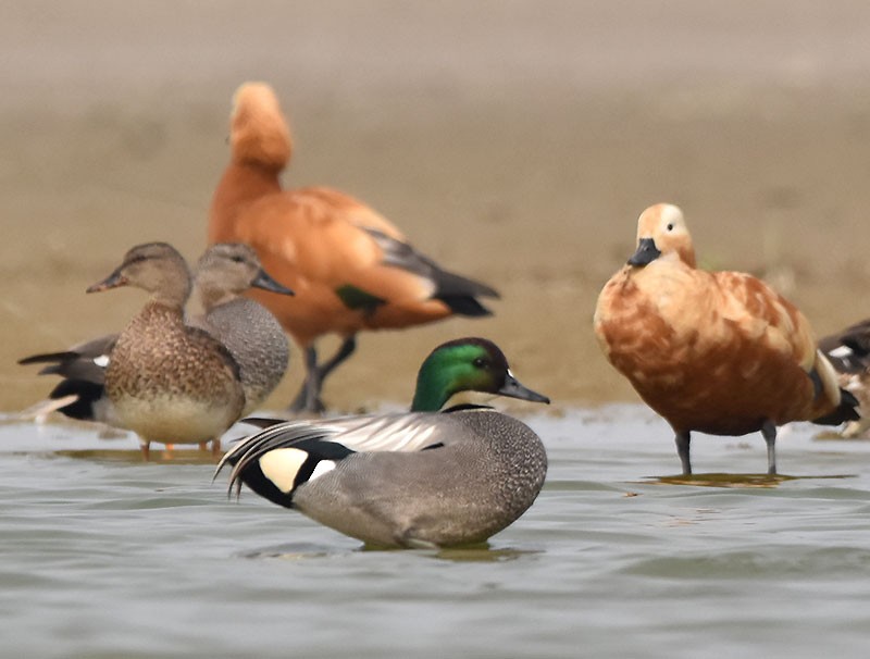 ヨシガモ - ML645044908