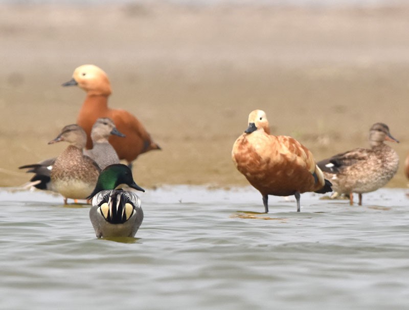 ヨシガモ - ML645044909