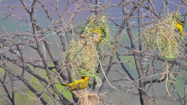 Ortanca Dokumacı - ML645044926