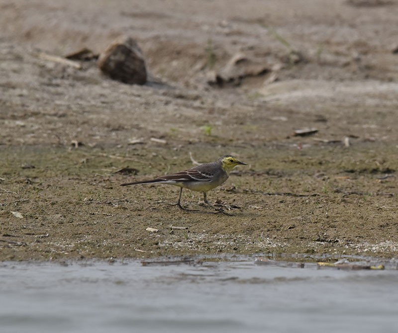 黃頭鶺鴒 - ML645044937