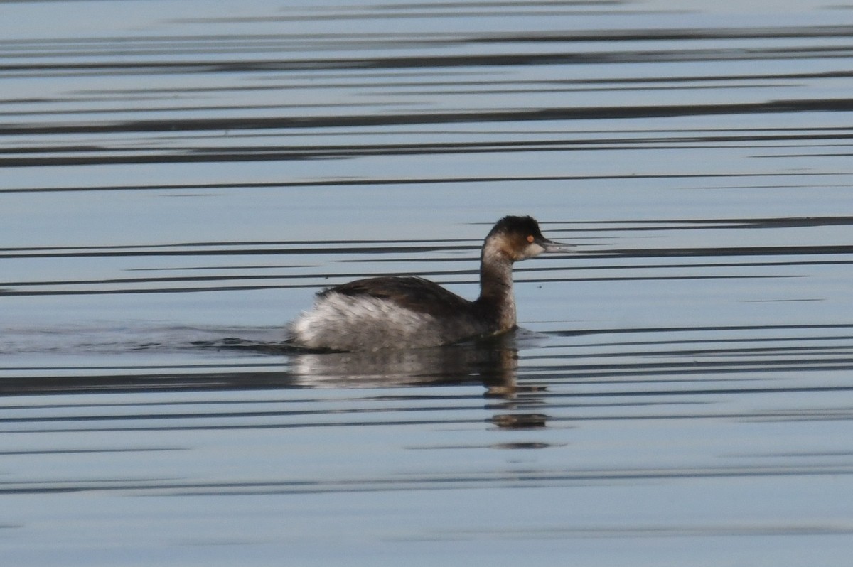 黑頸鸊鷉 - ML645044946