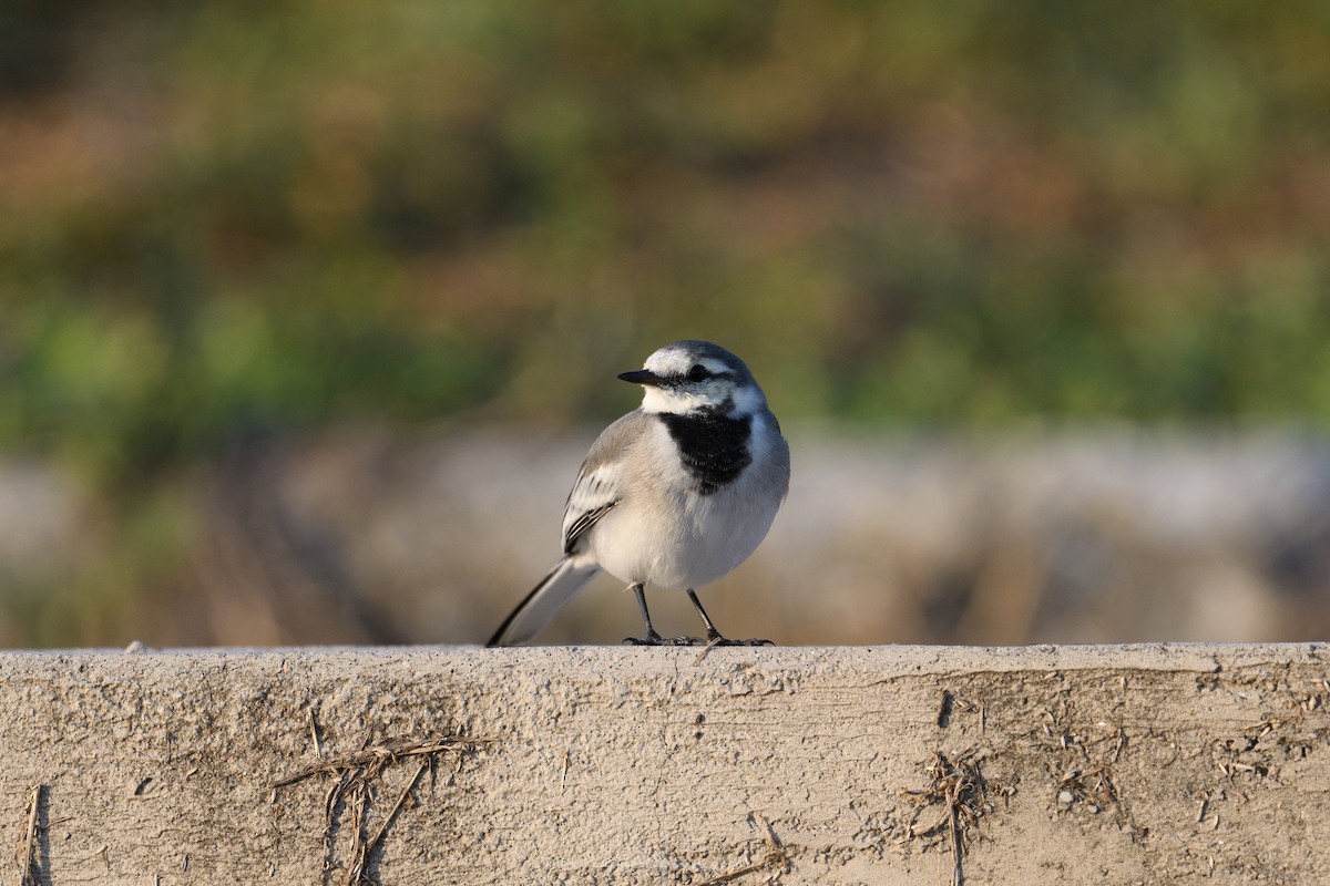 Bergeronnette grise - ML645044970