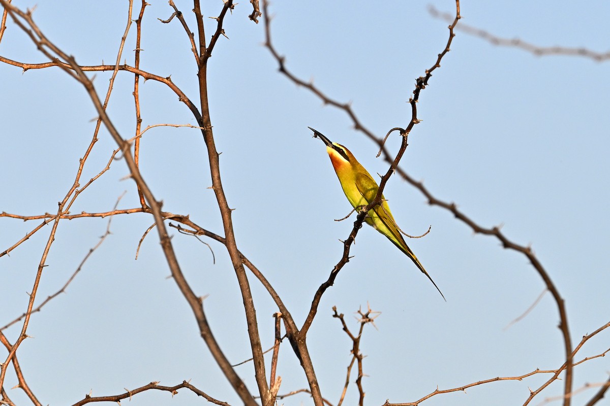 Olive Bee-eater - ML645044975