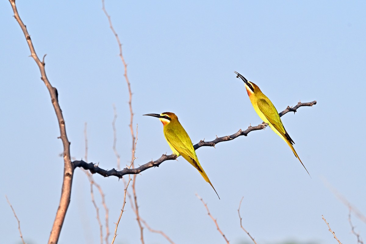 Olive Bee-eater - ML645044977