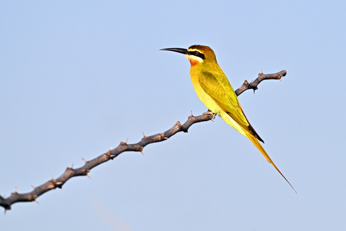 Olive Bee-eater - ML645044979