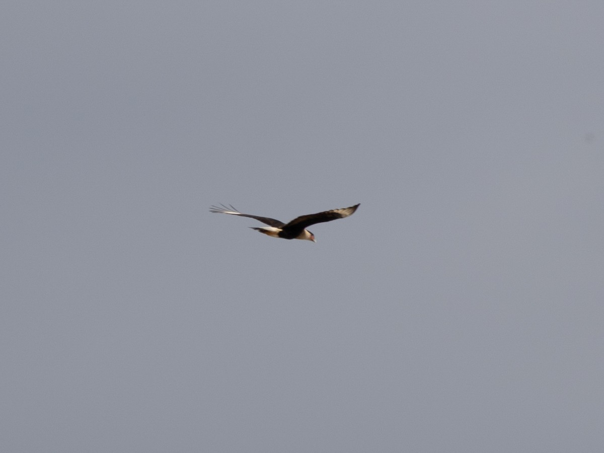 Каракара аргентинська - ML645044994