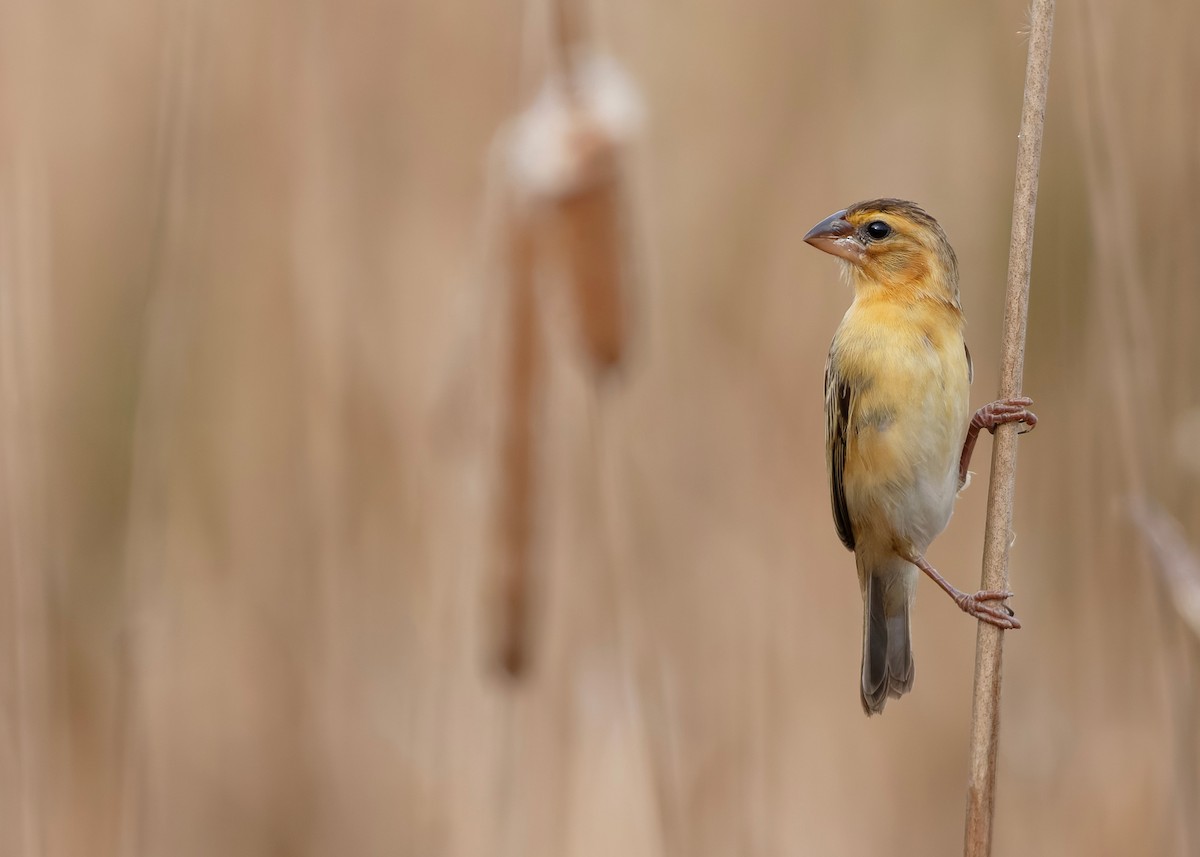 Asian Golden Weaver - ML645044997
