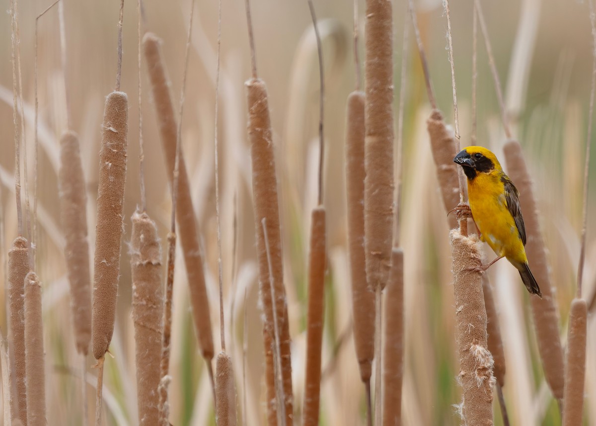Asian Golden Weaver - ML645044998