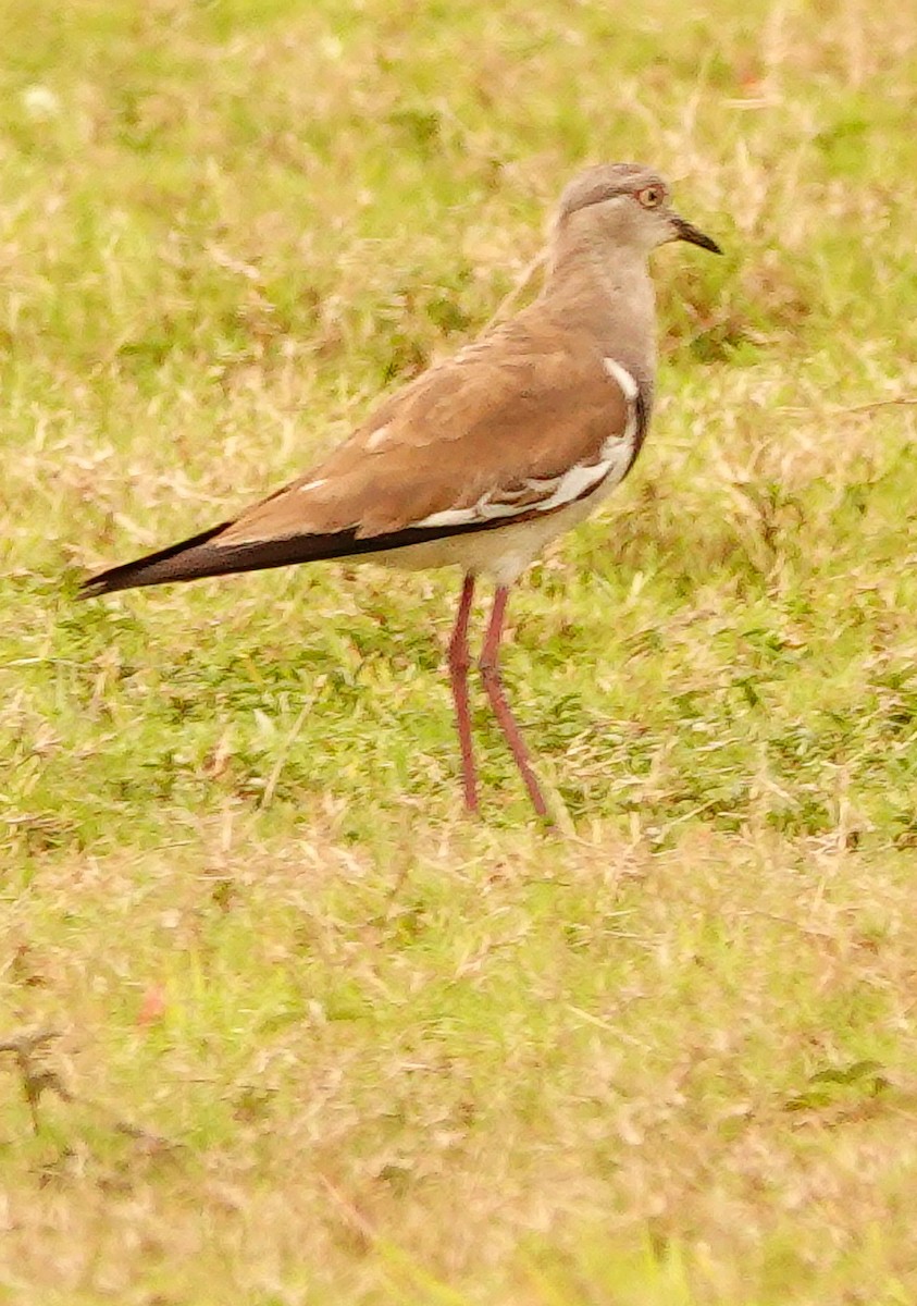 Чайка чорнокрила - ML645045014