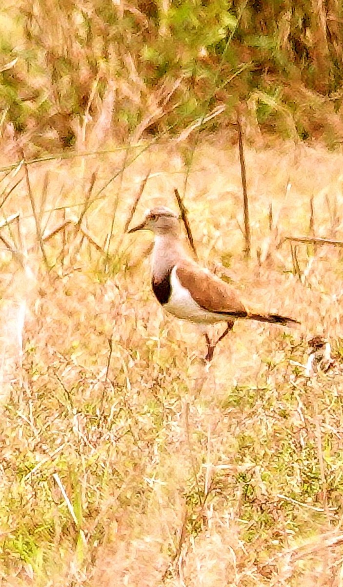 Чайка чорнокрила - ML645045015