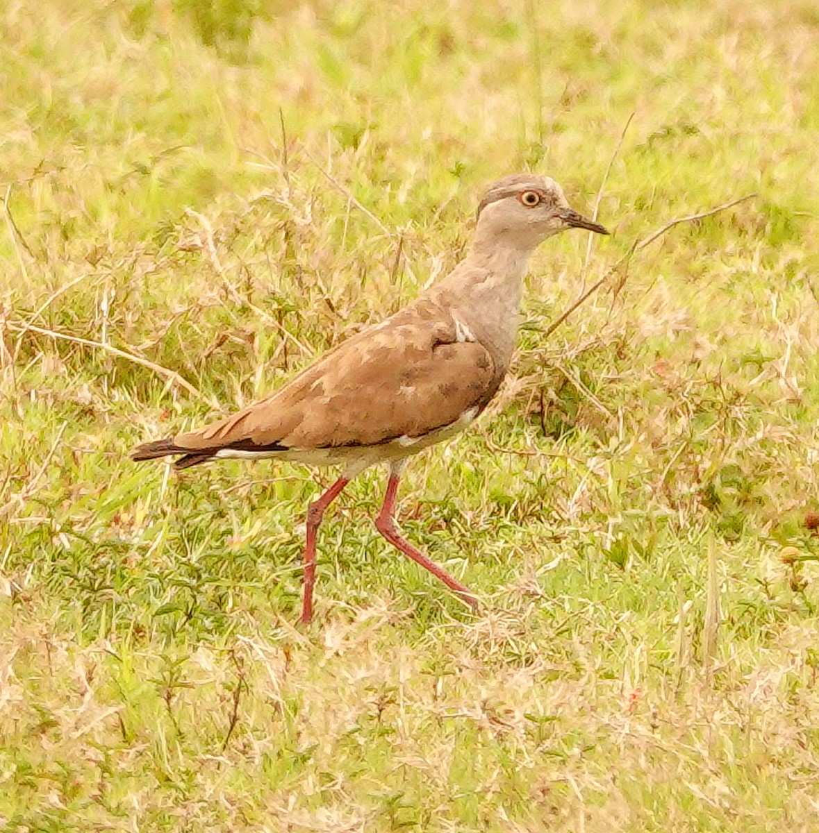 Чайка чорнокрила - ML645045016