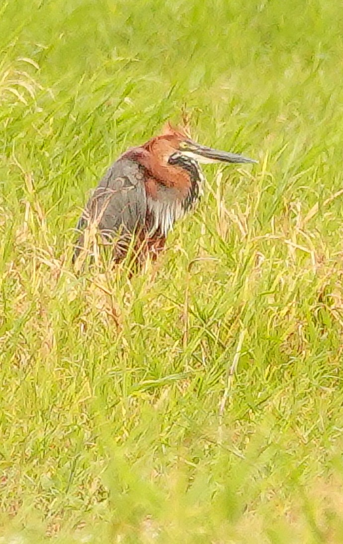 Чапля-велетень - ML645045031
