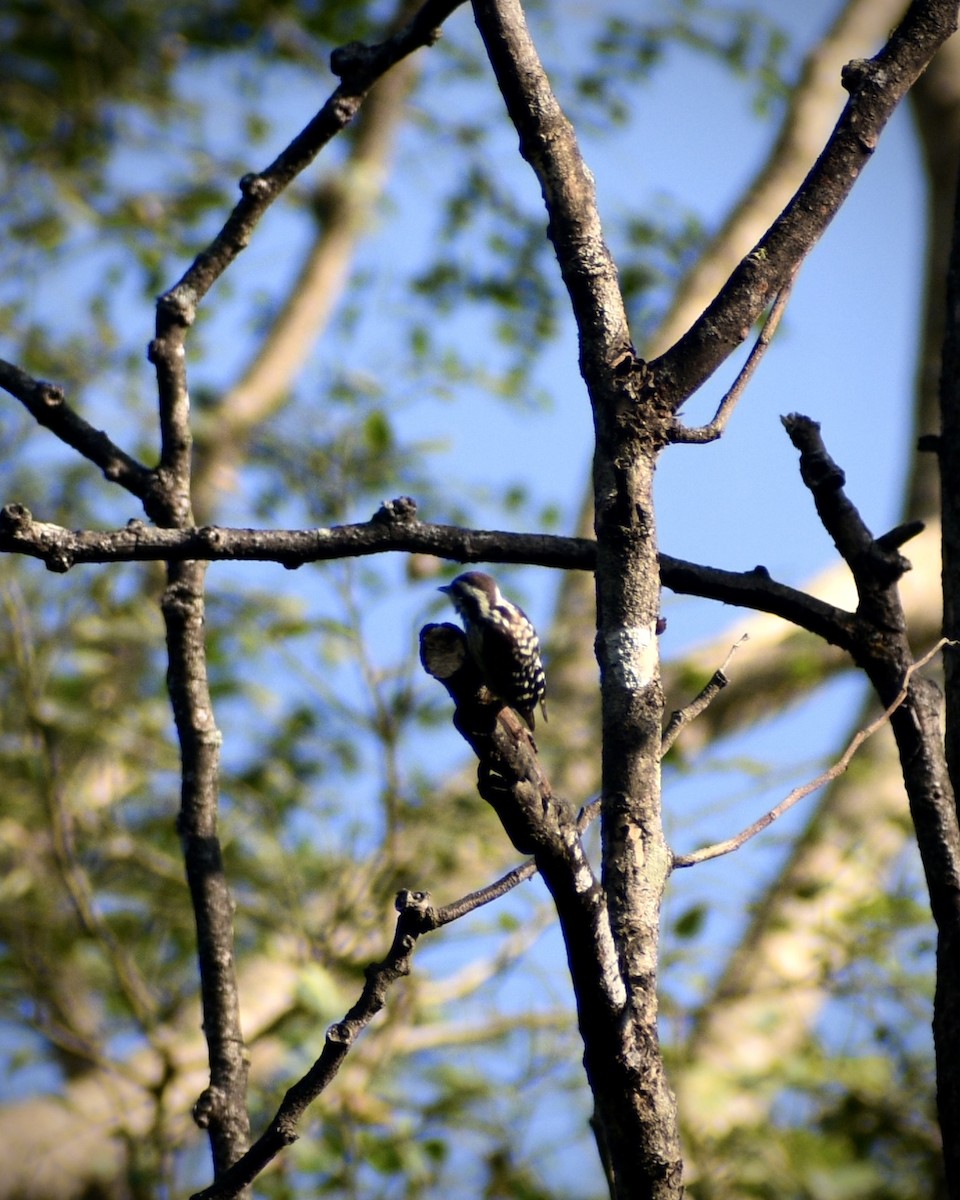 Brown-capped Pygmy Woodpecker - ML645045035