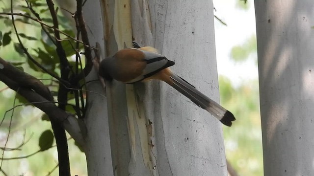 Kızıl Saksağan - ML645045036