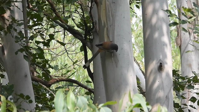 Kızıl Saksağan - ML645045037