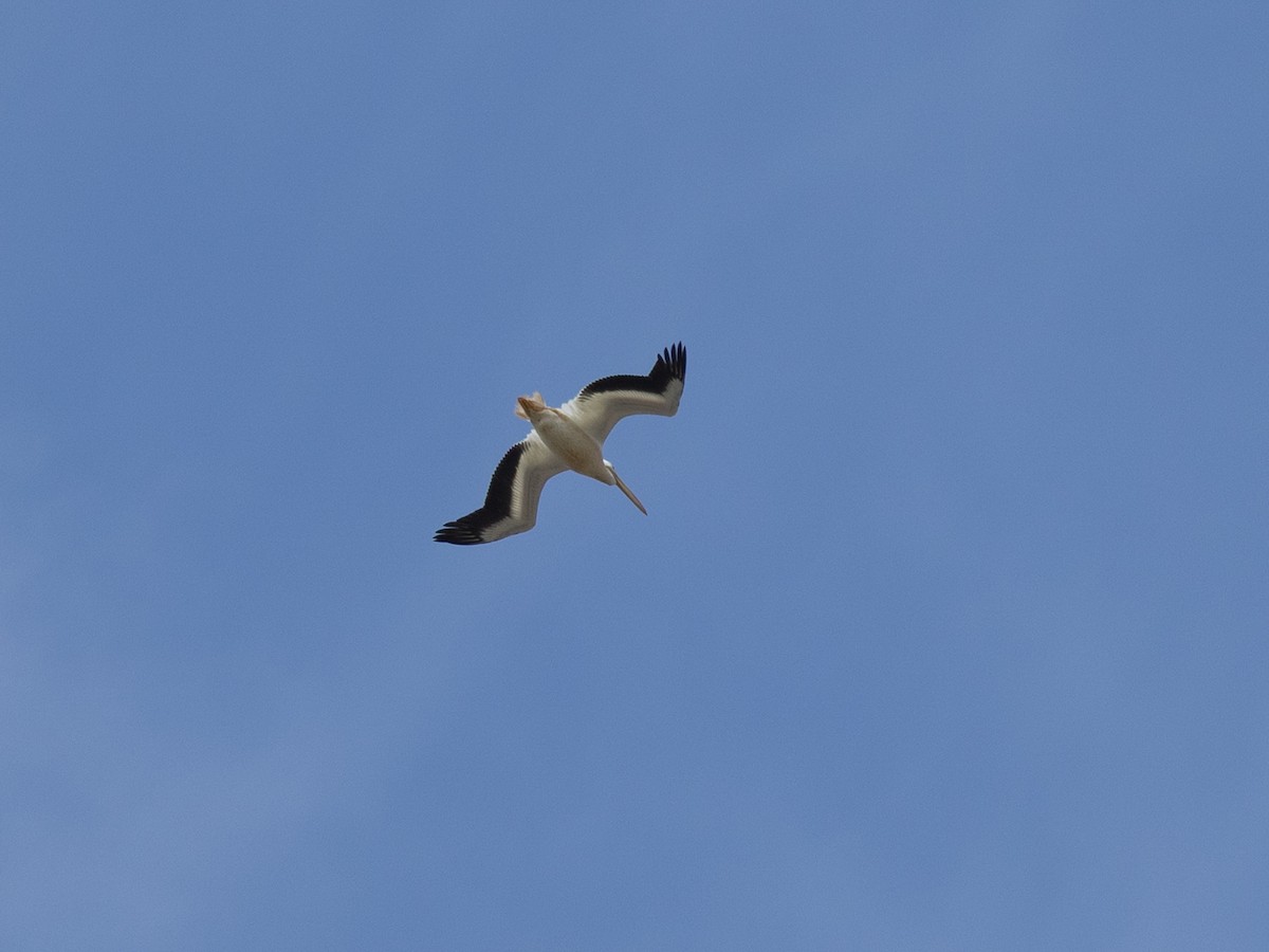 Пелікан рогодзьобий - ML645045039