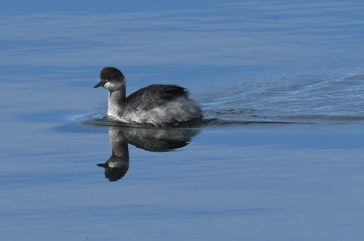 黑頸鸊鷉 - ML645045043